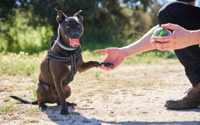 Spray Bottle vs. Management