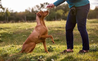 Spraying Your Pet Won’t Train Your Pet