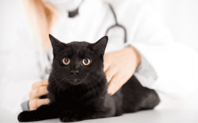National Cat Health Month