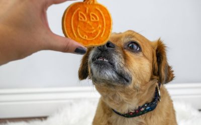 Thanksgiving Dog Treat Recipe