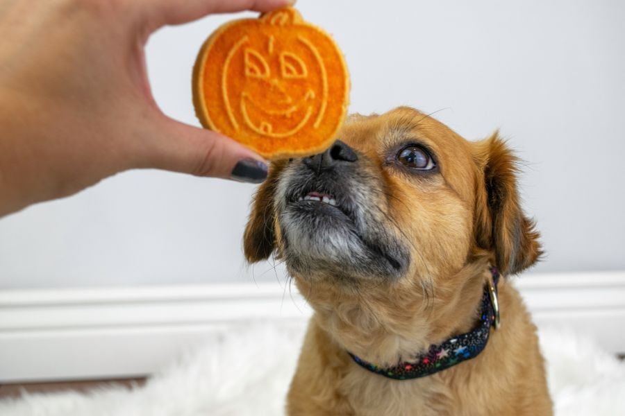 Thanksgiving Dog Treat Recipe