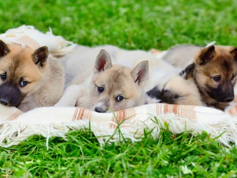 The History of Dog Moms Rewriting the Narrative