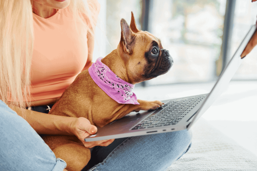 Cute french bulldog with pink bandana sitting on a person's lap and using a laptop at home.