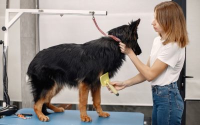 Tips and Tricks for DIY Dog Grooming