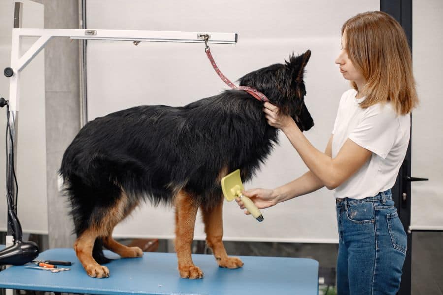 Grooming session for a large dog at a pet grooming salon.