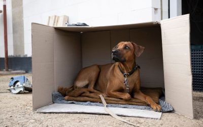 Top 5 Tips for Renting with Pets