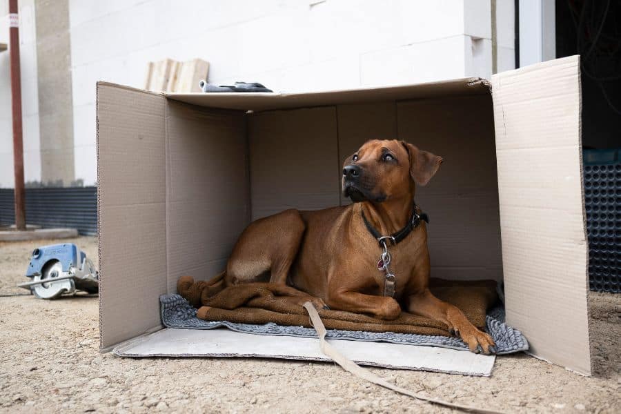 Top 5 Tips for Renting with Pets