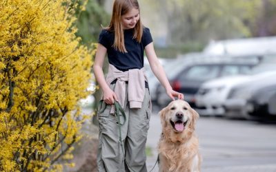 Top Five Reasons to Hire a Dog Walker