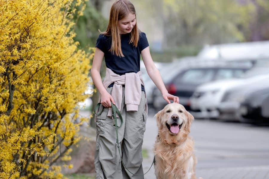 Top Five Reasons to Hire a Dog Walker