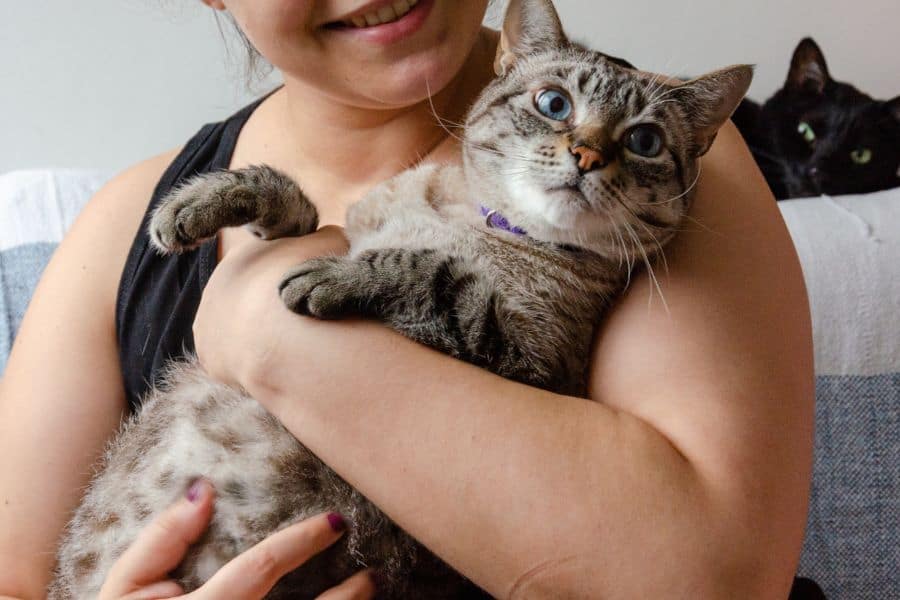 Cat cuddling with a woman, pet sitting services, Hearts at Home Pet Sitting, loving cat care, professional pet care, pet sitting and boarding, local pet sitter in home, experienced pet sitters, trusted pet care provider, pet sitting for cats and animals.
