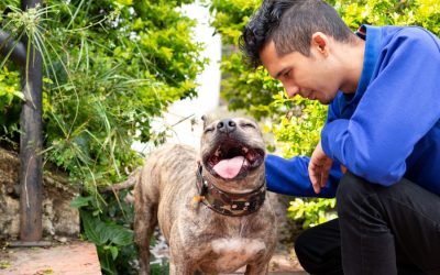 Yorktown’s Best Pet Sitters