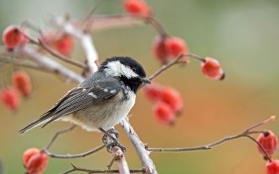 Yorktown’s Favorite Wild Bird Store