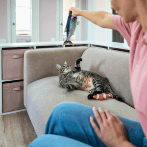 pet sitter playing with a cat in Yorktown, VA