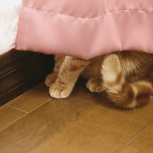 cat hiding behind a curtain in Yorktown, VA