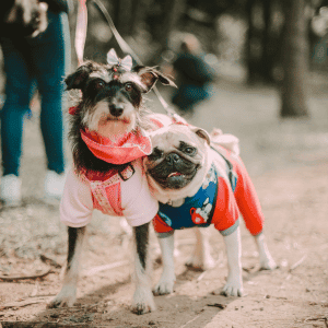 two dogs in Yorktown, VA in costume for Halloween event
