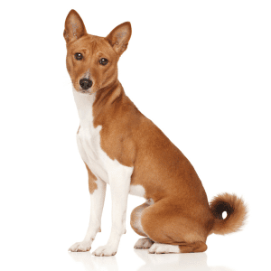 pretty dog sitting in Yorktown, VA