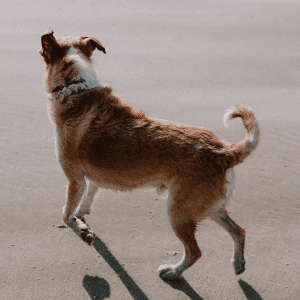 raised hackles in a dog Poquoson, VA
