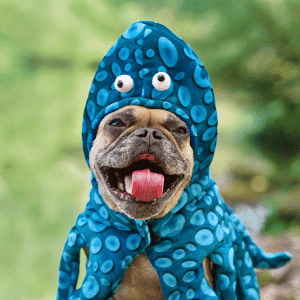 dog in octopus costume at petquoson pet store in poquoson, VA
