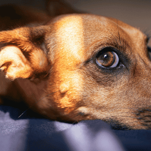 whale eye in a dog in Yorktown, VA