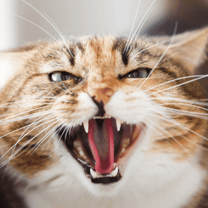 cat hissing yorktown, VA - 5 Ways to Tell if Your Cat or Dog Is Scared