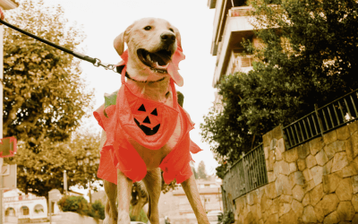 Dog-Friendly Halloween Events in Poquoson and Yorktown