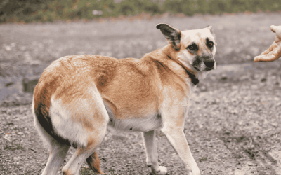 Scary Vibes: 5 Ways to Tell if Your Cat or Dog Is Scared