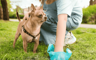 Why Picking Up Dog Poop During Walks and in the Yard is Essential