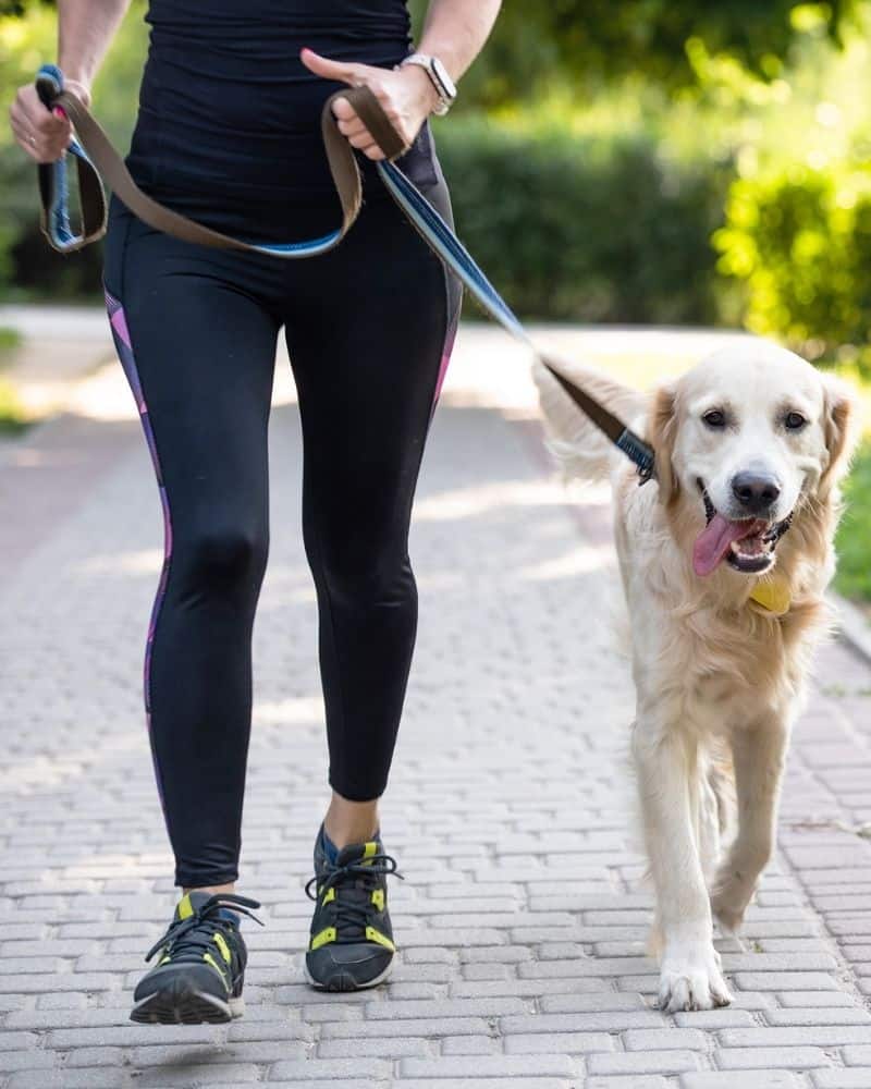 Girl running with golden retriever dog dog walking in Yorktown, Poquoson, Newport News, and Hampton, Virginia Girl running with golden retriever dog dog walking in Yorktown, Poquoson, Newport News, and Hampton, Virginia