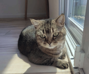 How Professional Cat Sitters Keep Cats Happy