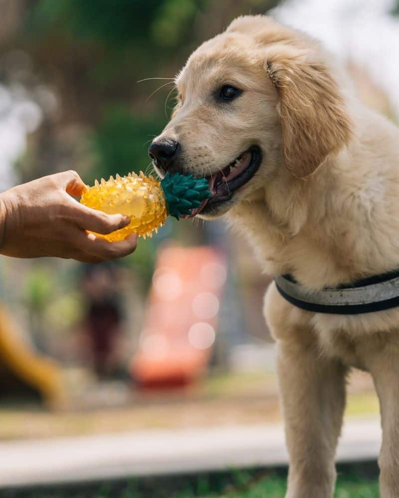 Puppy care enrichment in Yorktown, Poquoson, Newport New and Hampton, VA Puppy care enrichment in Yorktown, Poquoson, Newport New and Hampton, VA