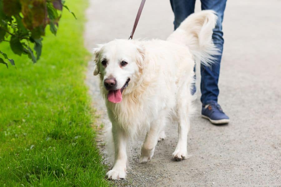 dog walking Yorktown, Poquoson, Newport News, and Hampton dog walking Yorktown, Poquoson, Newport News, and Hampton