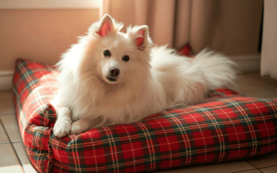 Creating a Stress-Free Sanctuary for Your Pets This Holiday