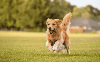 Top 3 Ways to Prevent Pet Diabetes in Cats and Dogs
