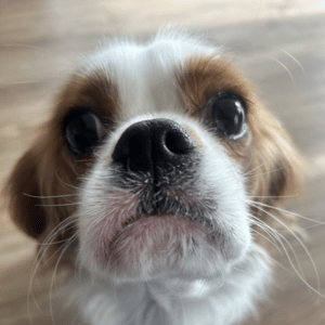 In-Home Pet Care Beats Boarding and Daycare cute dog in Yorktown, VA home