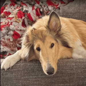 dog on couch in Yorktown, VA home