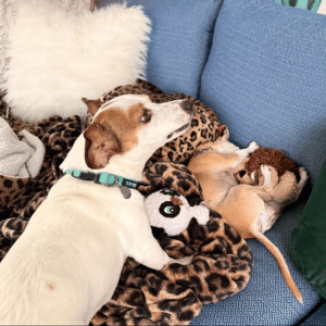 In-Home Pet Care Beats Boarding and Daycare 2 dogs in Yorktown, VA home