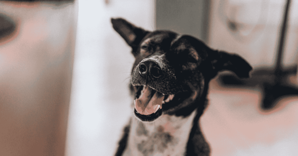 In-Home Pet Care Beats Boarding and Daycare happy dog in a Yorktown, VA home