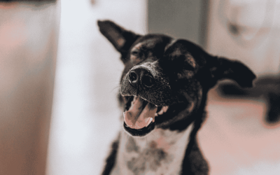 In-Home Pet Care Beats Boarding and Daycare & Here’s Why