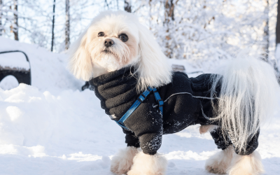How Consistent Pet Care Supports Winter Wellbeing