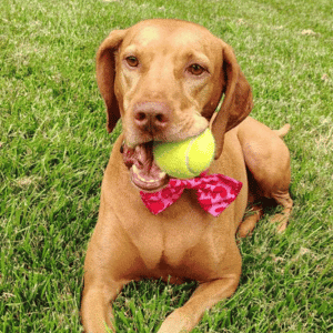 dog holding tennis ball in yard Yorktown, VA