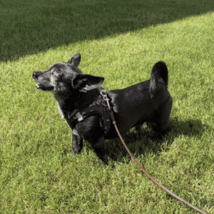 dog on a dog walk in Yorktown, VA