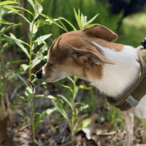 dog sniffing plant on a dog walk in Yorktown, VA