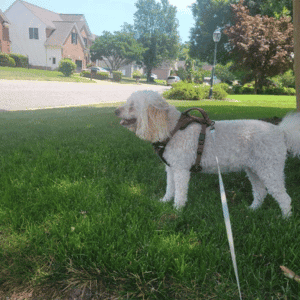 dog on leash in Yorktown, VA