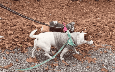 How Long Should My Dog’s Walk Be, and How Often?