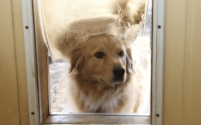 3 Winter Dangers of Doggie Doors in Coastal Virginia: Coyotes, Raptors, and “Quick Trips” Outside