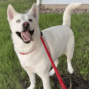 3 Ways Our Dog Walkers Reinforce Dog Training - white dog walking on leash with Hearts at Home Pet Sitting dog walker in Yorktown, VA