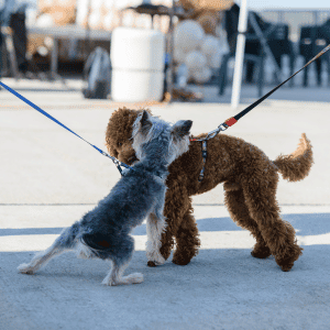 Peninsula Pup Wagventures