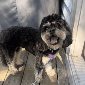 dog waiting by door in Yorktown, VA with Hearts at Home Pet Sitting Dog Walker