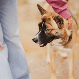 Peninsula Pup Wagventures