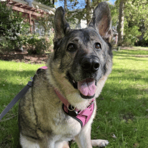 dog on leash in Yorktown, VA with Hearts at Home Pet Sitting dog walker